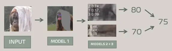screenshot of orangutan flowchart